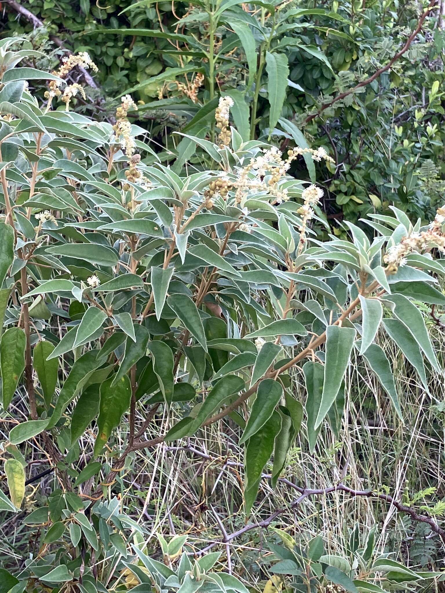 Image de Croton flavens L.