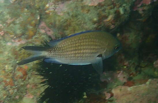 Imagem de Chromis chromis (Linnaeus 1758)