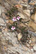 Image of Pelargonium burgerianum J. J. A. Van der Walt