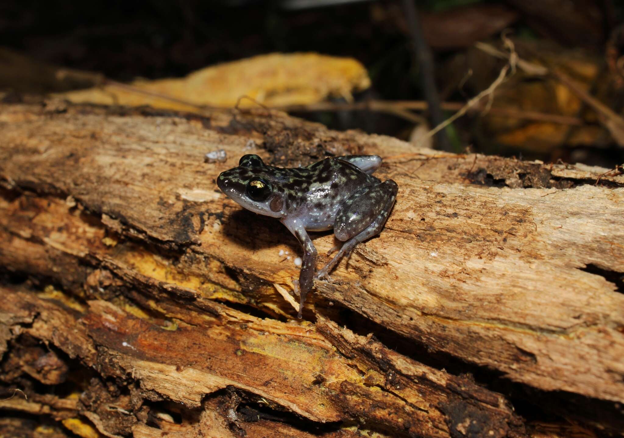 Image of Leprus Chirping Frog