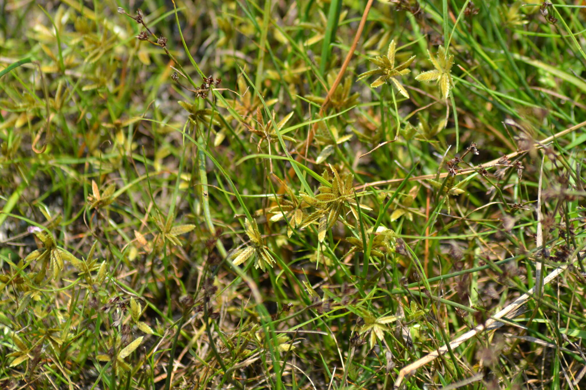 Image of Yellow Flat Sedge