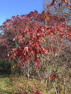 Image of staghorn sumac