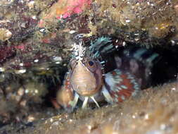 Image of Decorated Warbonnet