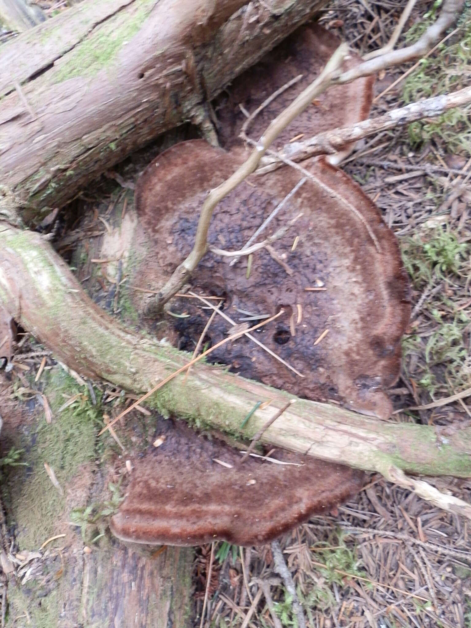 Image of Velvet tooth