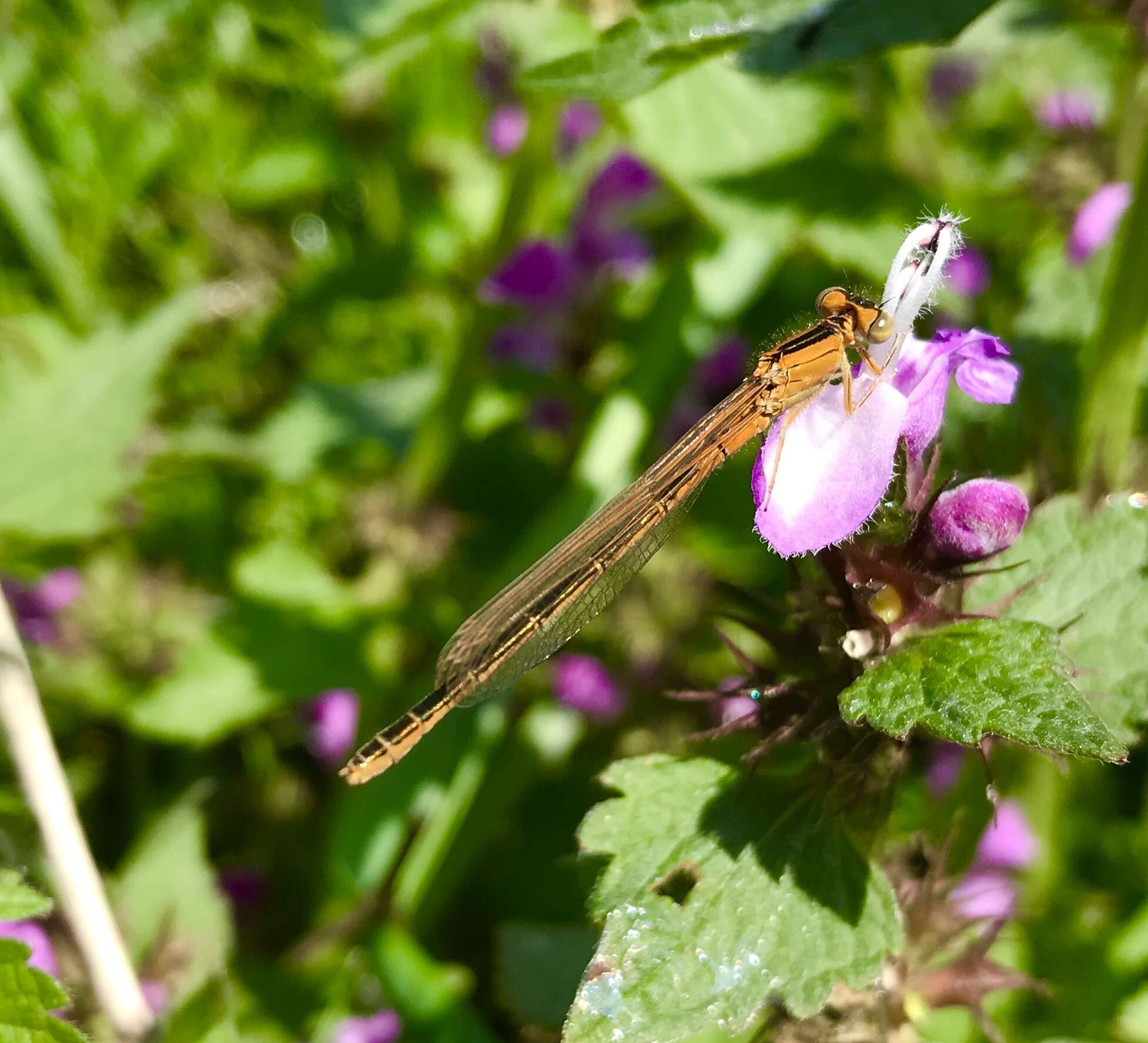 Image of Scarce Blue-tailed Damselfly