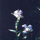 Image of Clearwater Phlox