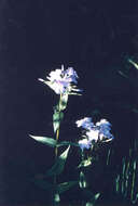 Image of Clearwater Phlox