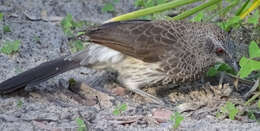 Image of Turdoides hartlaubii hartlaubii (Barboza du Bocage 1868)