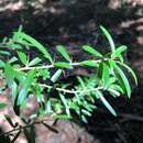 Image of Pittosporum viscidum L. W. Cayzer, M. D. Crisp & I. R. H. Telford