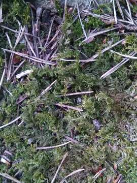 Image of kilt fern moss