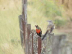 Image of Long-tailed Meadowlark