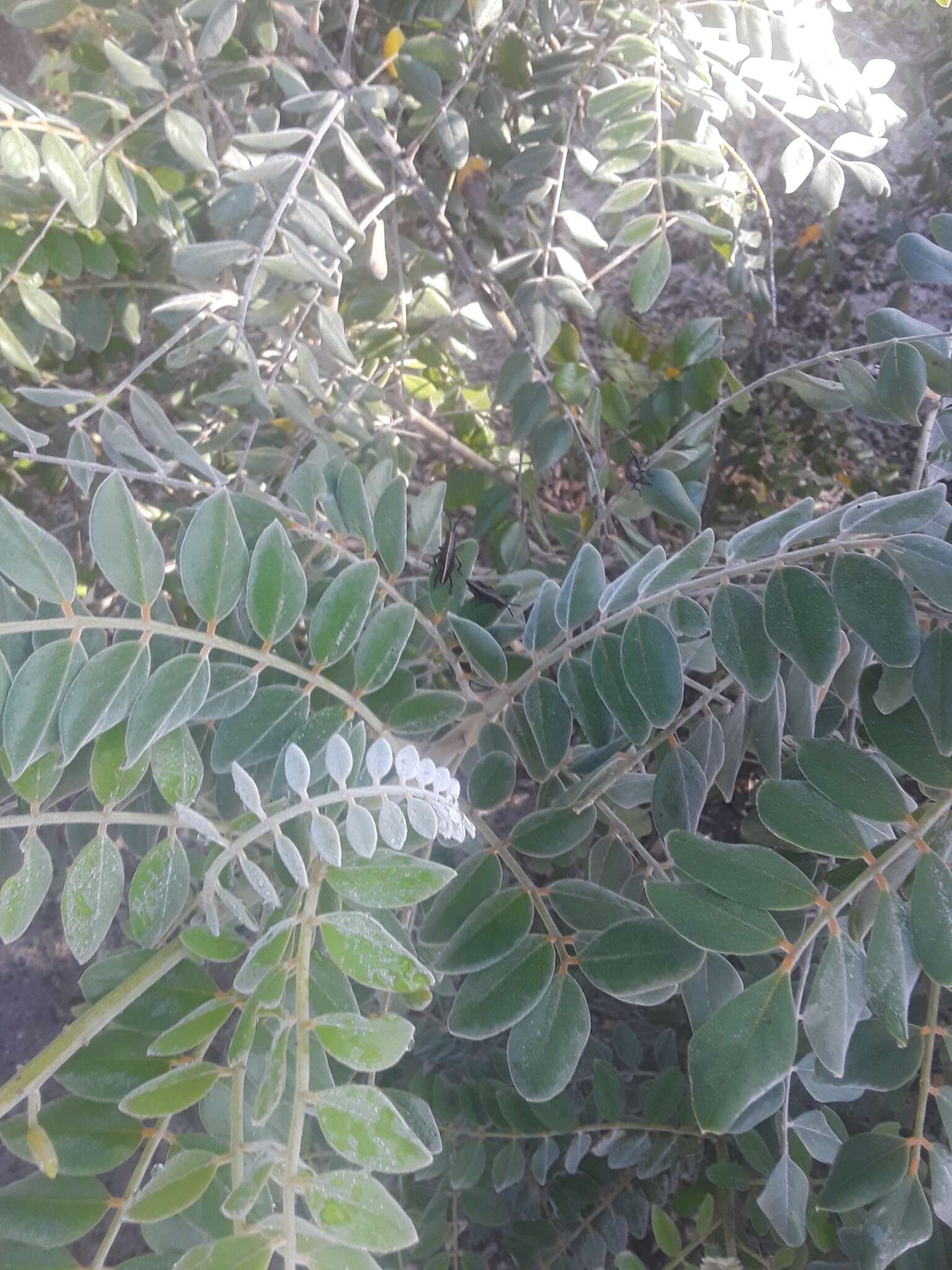 Слика од Sophora tomentosa subsp. occidentalis (L.) Brummitt