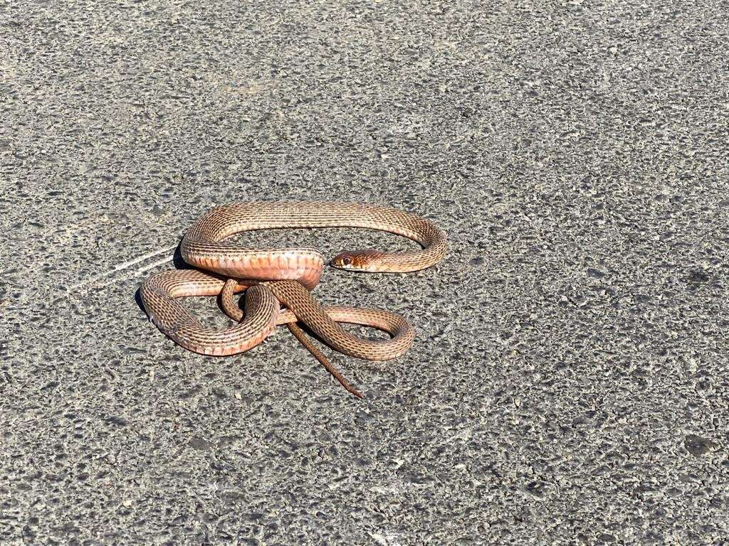 Image of Red-Bellied Racer