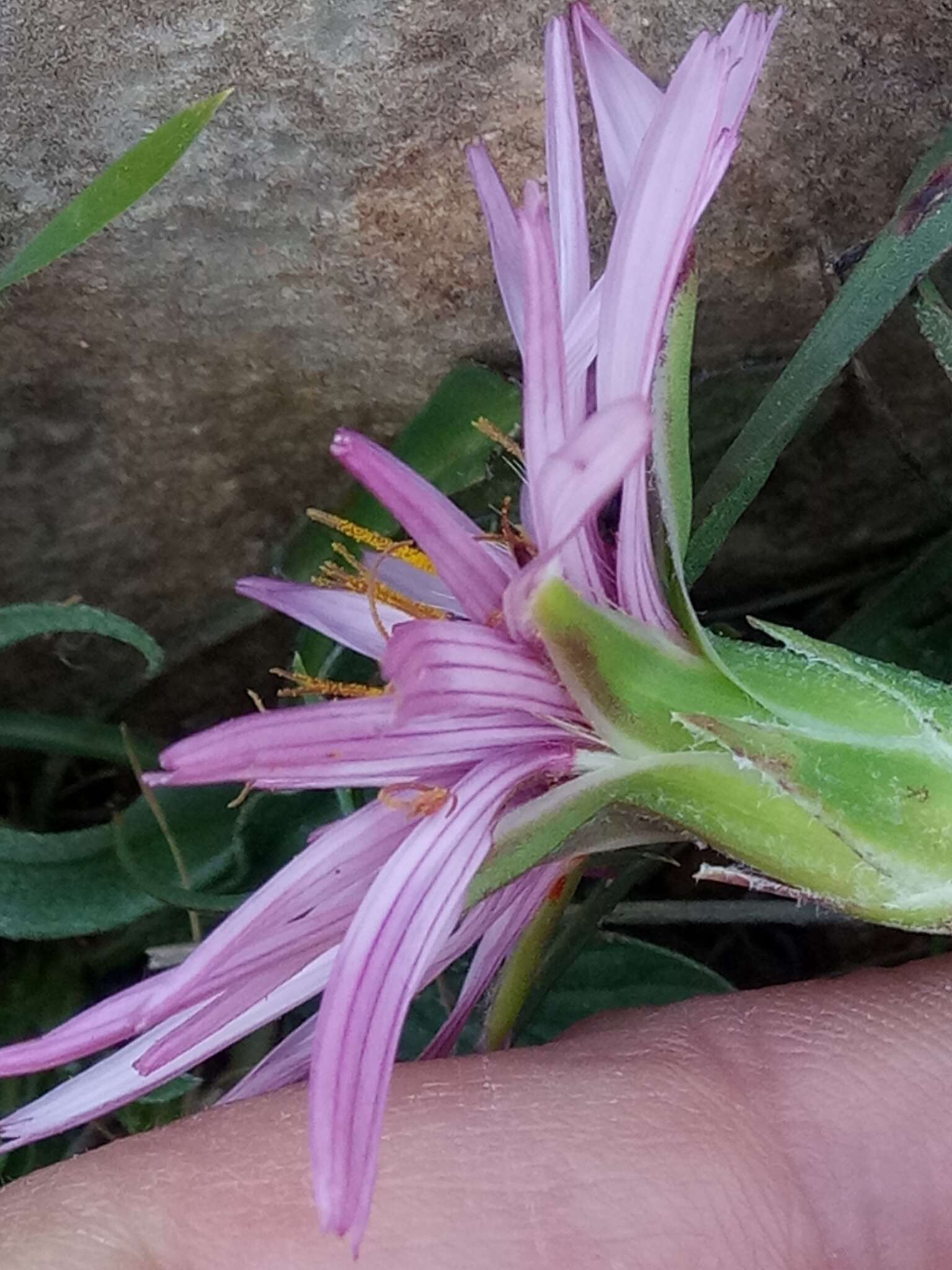 Pseudopodospermum undulatum subsp. undulatum resmi