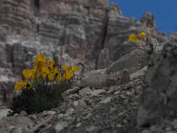 Sivun Papaver aurantiacum Loisel. kuva