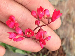 Image of coral bells