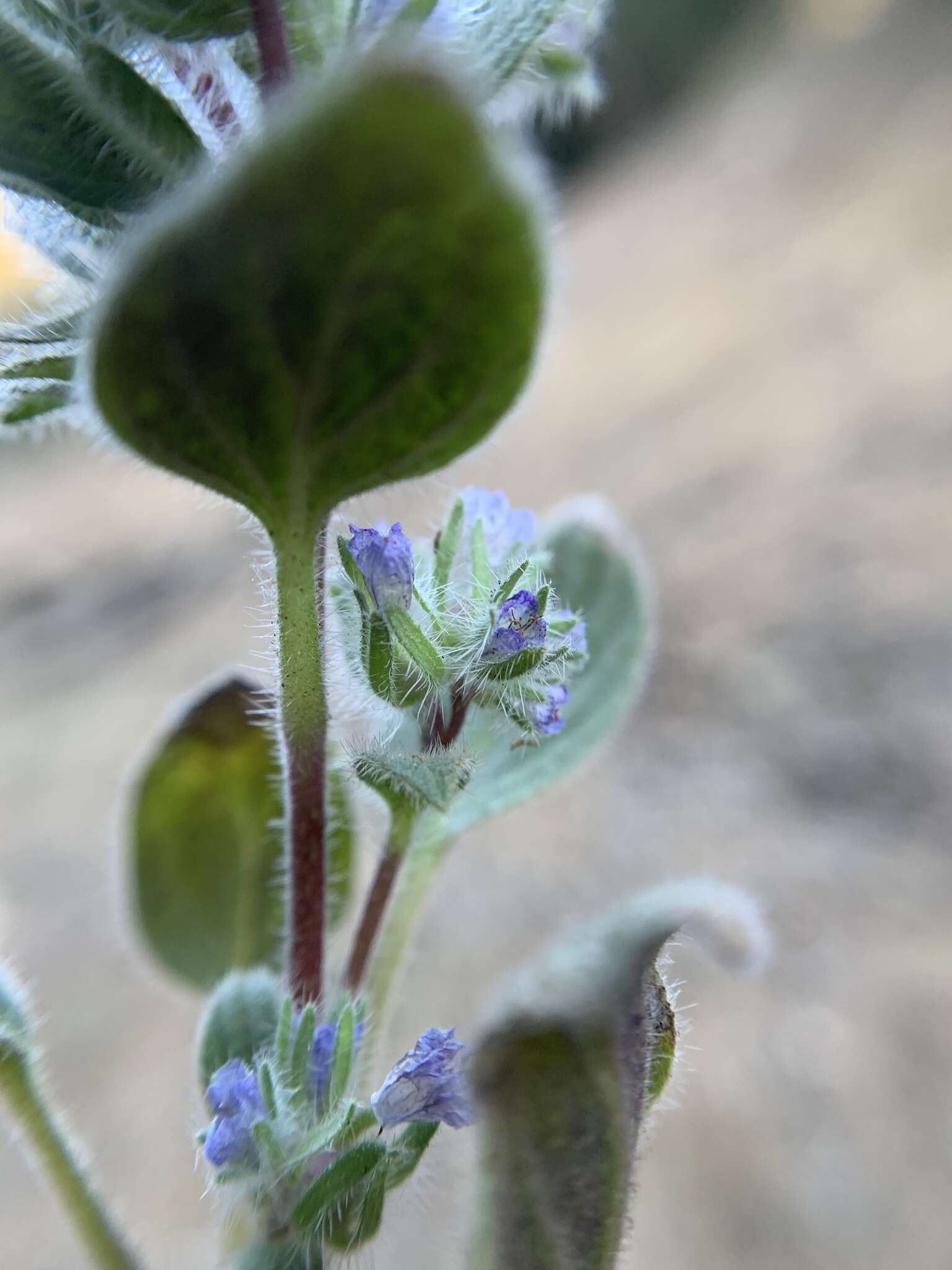 Image of Nine Mile Canyon phacelia