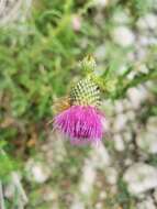 Plancia ëd Cirsium mexicanum DC.