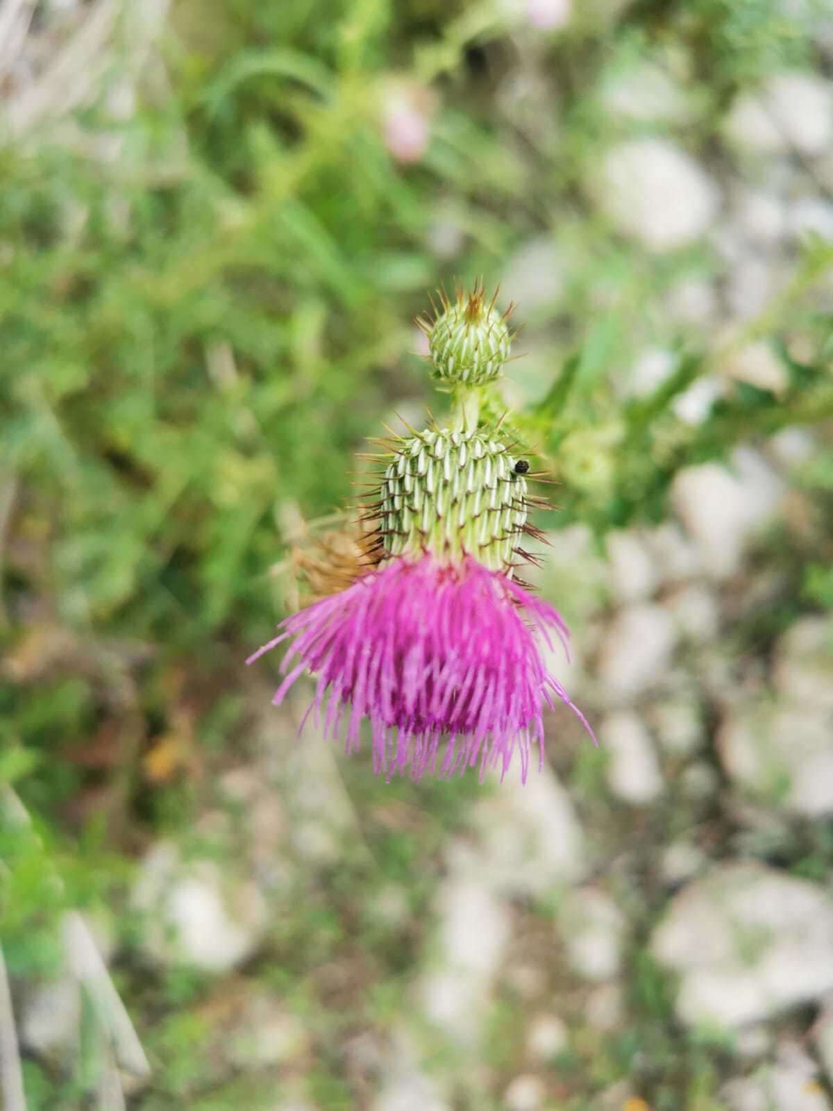 Image de Cirsium mexicanum DC.