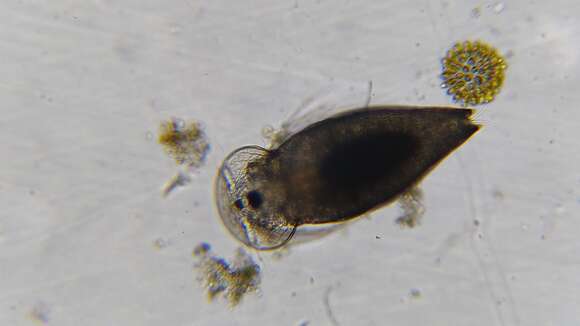 Image of gliding waterflea