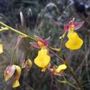 Image of Cyrtochilum aureum (Lindl.) Senghas