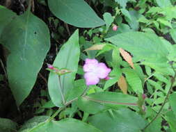 Image of Tradescantia commelinoides Schult. & Schult. fil.