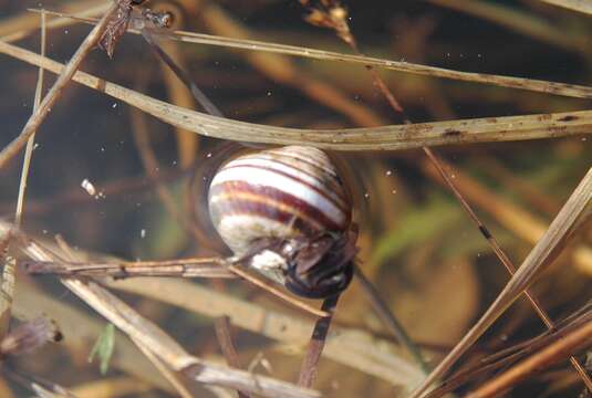 Image of Brown Lipped Snail