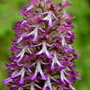 Orchis angusticruris Franch. resmi