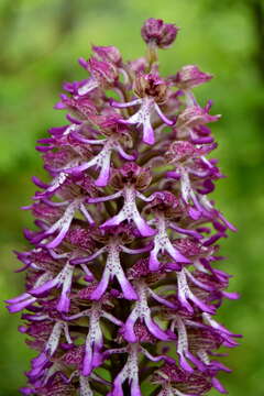 صورة Orchis angusticruris Franch.