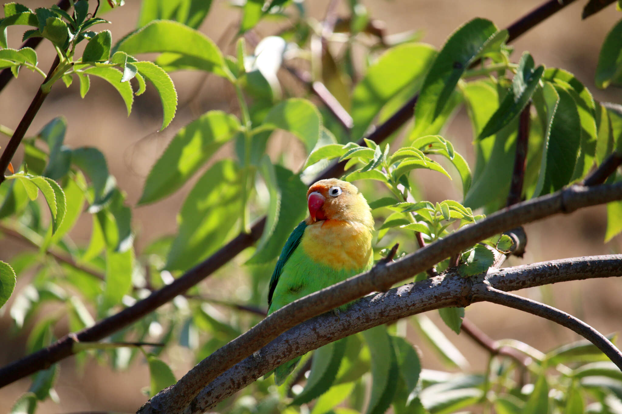 Image of Fischer's Lovebird