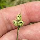 Image of Montana Sedge