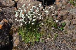 Image of Austrian draba