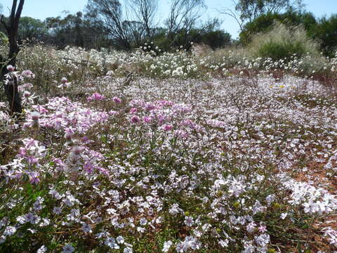 Image of Goodenia rosea