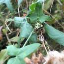 Image of desert starvine