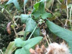 Image of desert starvine