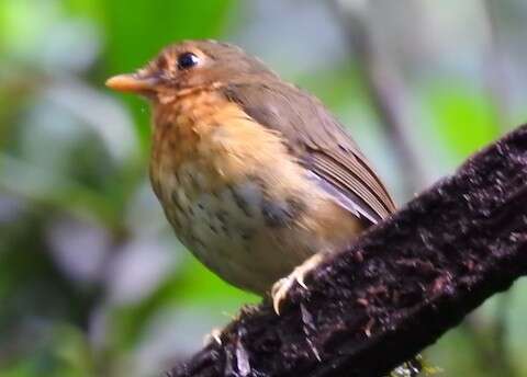 Image of Ochre-breasted Antpitta