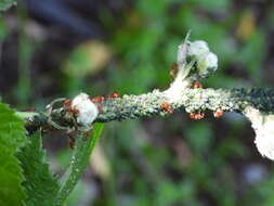 Image of Aphid