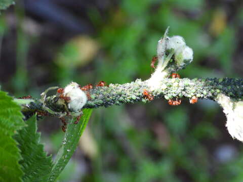 Image de Aphis (Aphis) ruborum