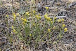 Image of longflower rabbitbrush
