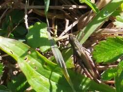 Image de Chorthippus (Glyptobothrus) mollis subsp. mollis (Charpentier 1825)