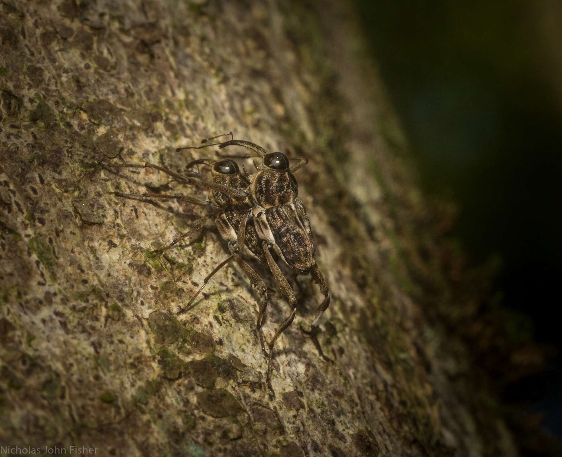 Plancia ëd Mecopus rufipes Heller 1893