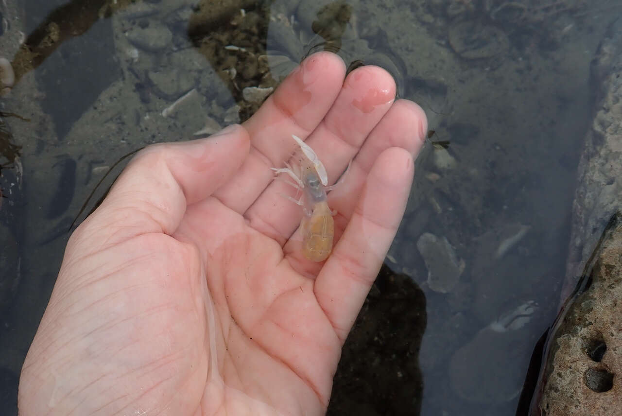 Image of tidepool ghost shrimp