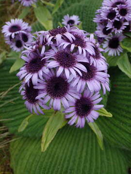 Image of Pleurophyllum speciosum Hook. fil.