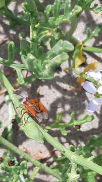 Imagem de <i>Carpocoris <i>mediterraneus</i></i> mediterraneus