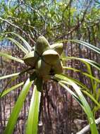 Image of Pandanus oligocarpus Martelli