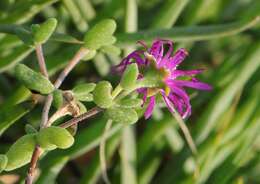 Imagem de Drosanthemum autumnale L. Bol.