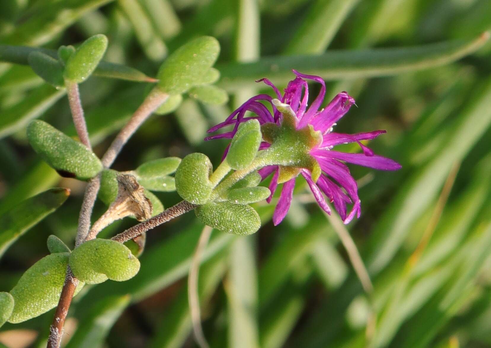 Image of Drosanthemum autumnale L. Bol.