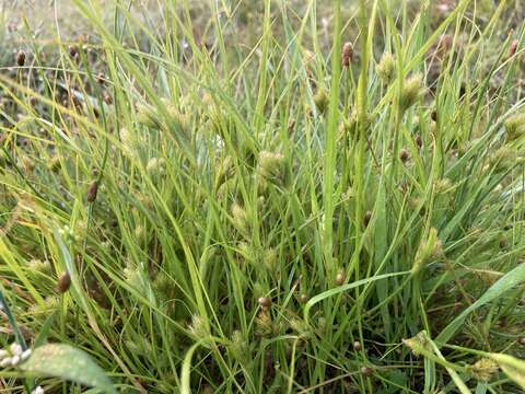 Imagem de Carex sychnocephala J. Carey