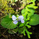 Image of Viola diffusa Ging. ex DC.