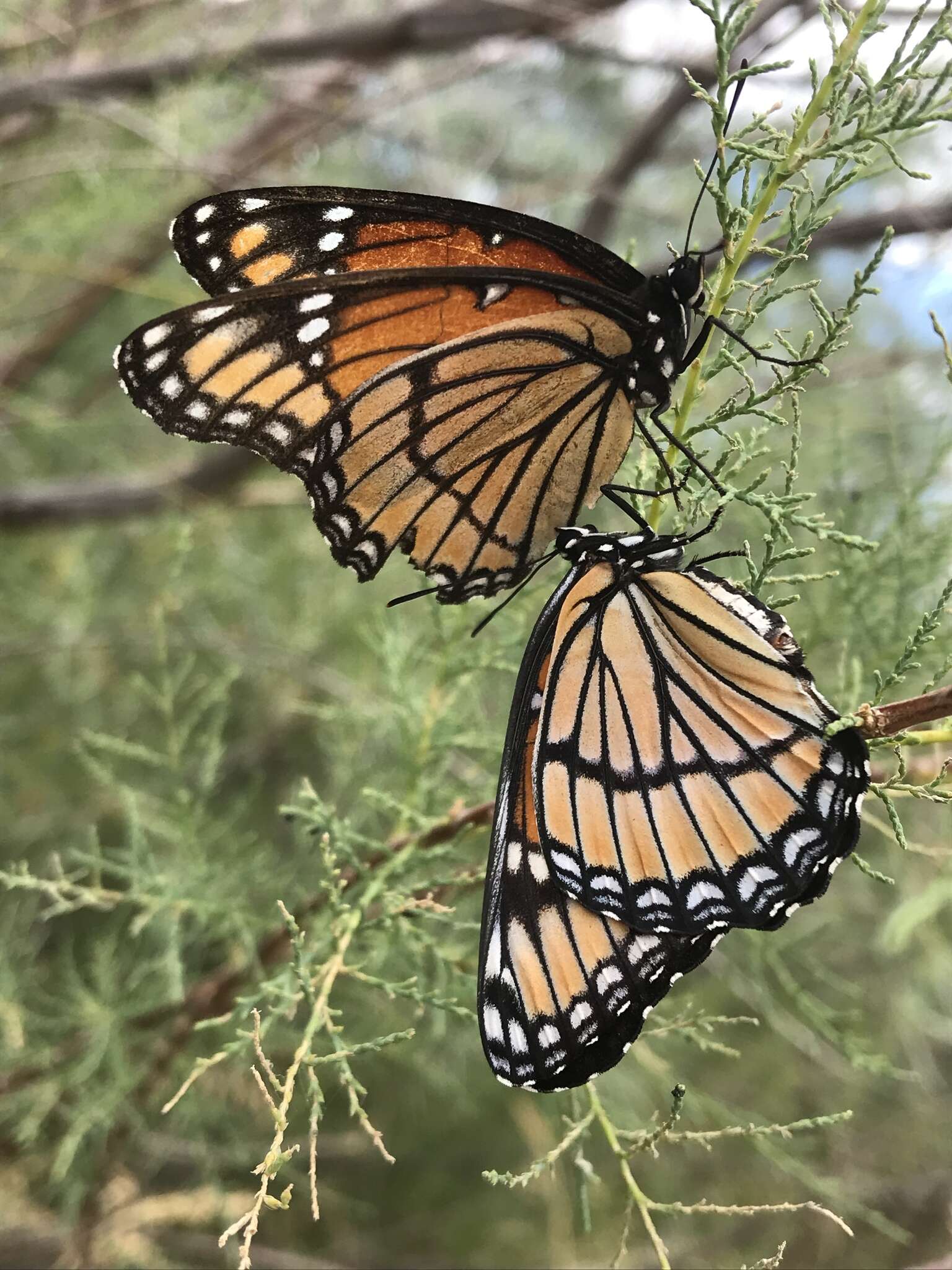 Image of Limenitis archippus archippus